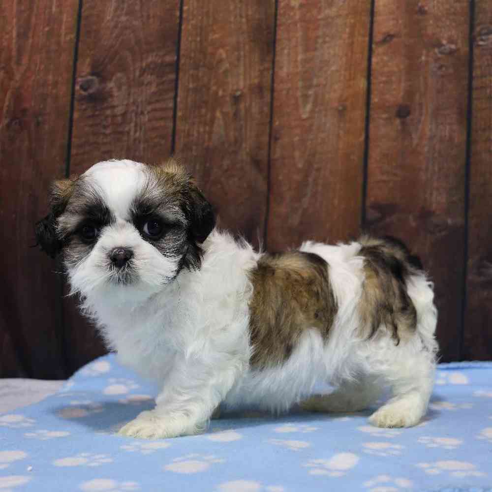 Female Shih Tzu Puppy for Sale in Millersburg, IN