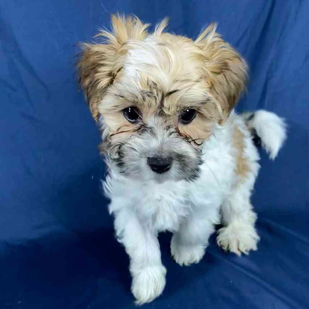 Male Morkie Puppy for Sale in Millersburg, IN