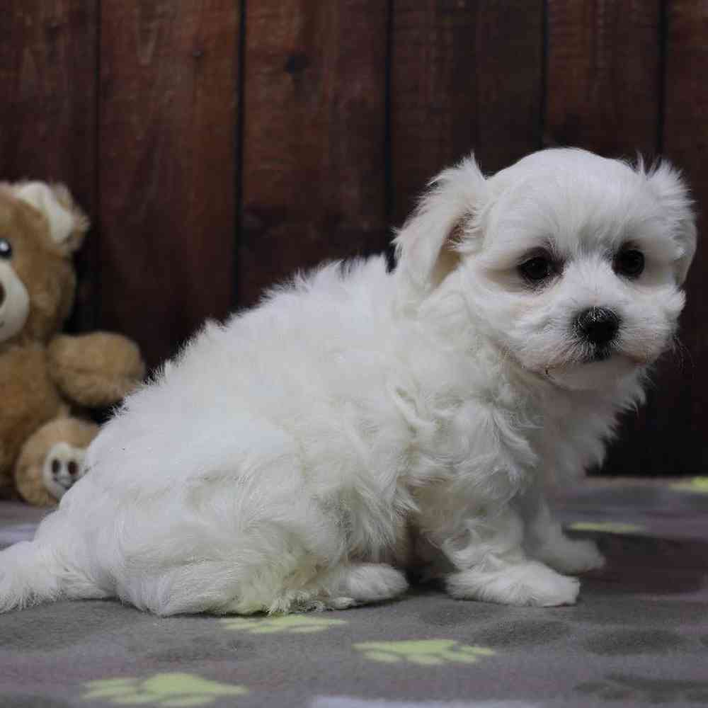 Female Maltese Puppy for Sale in Millersburg, IN