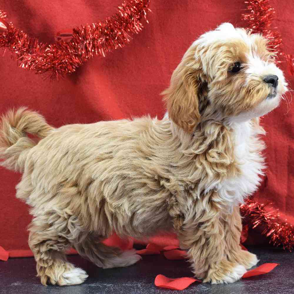 Female Cavachon-Poodle Puppy for sale
