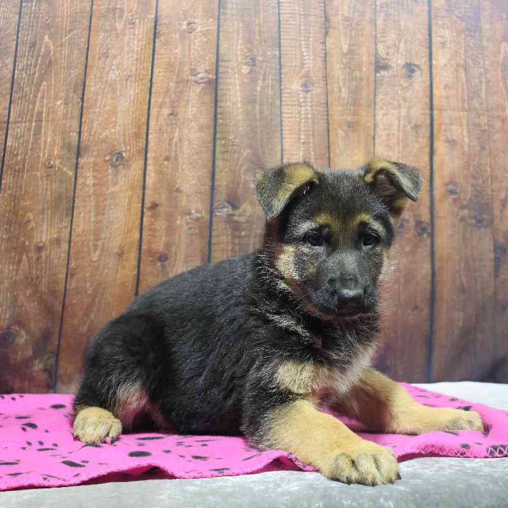 Female German Shepherd Puppy for Sale in Millersburg, IN