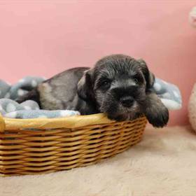 Mini Schnauzer