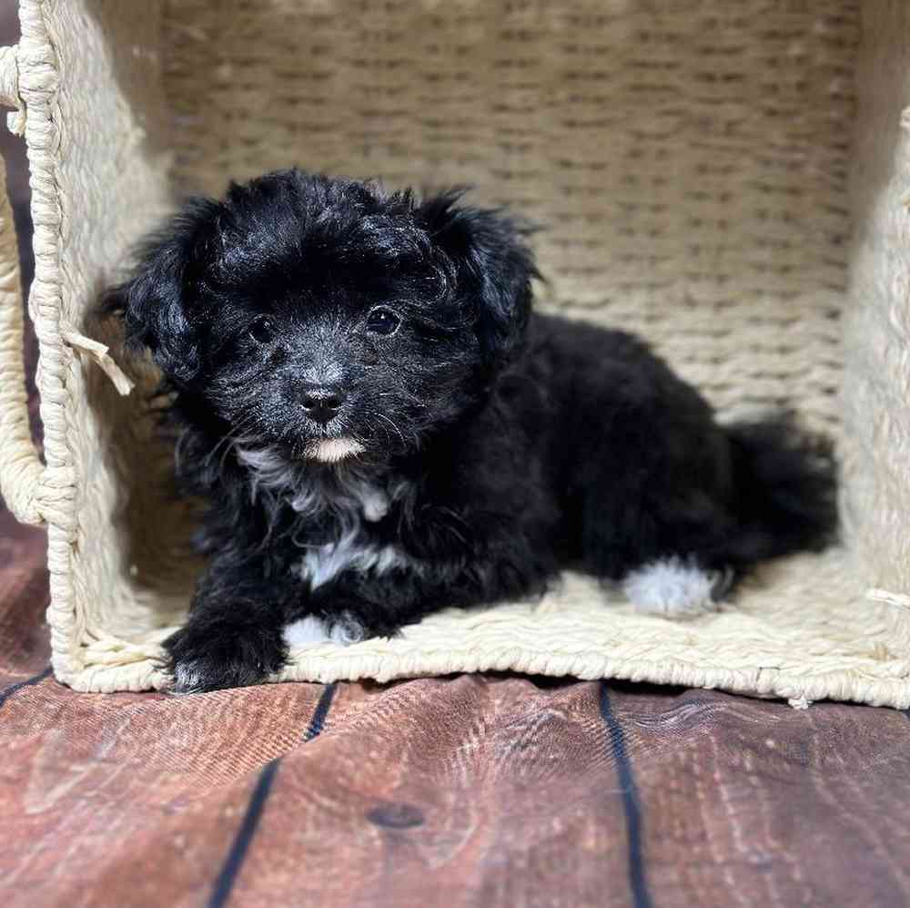 Male Papillon-Toy Poodle Puppy for Sale in Millersburg, IN