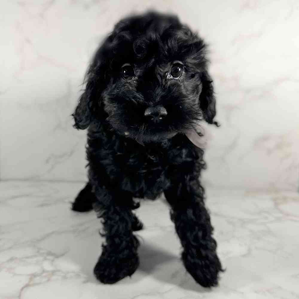 Female Cockapoo Puppy for Sale in Millersburg, IN