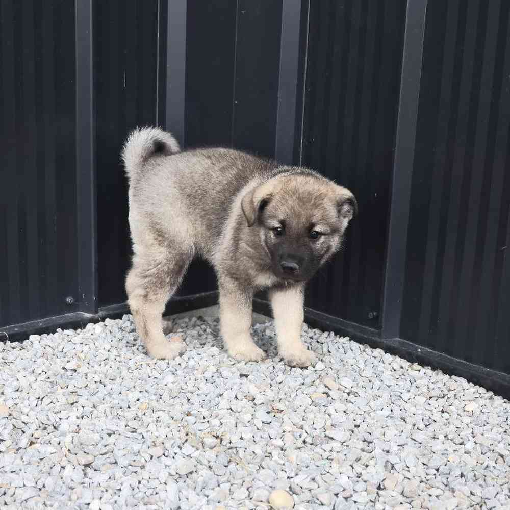 Male Norwegian Elkhound Puppy for Sale in Millersburg, IN