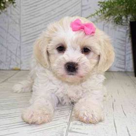 Shichon