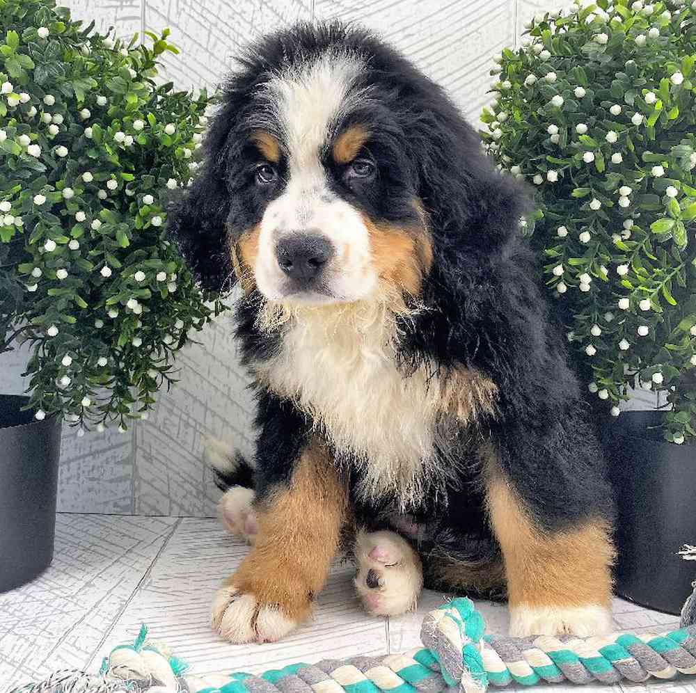 Male Bernese Mountain Dog Puppy for sale