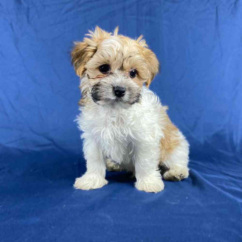Male Morkie Puppy for Sale in Millersburg, IN