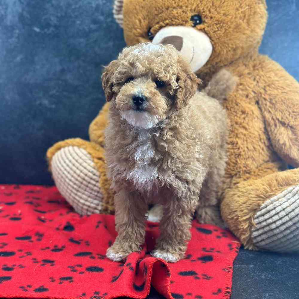Female Mini Poodle Puppy for Sale in Millersburg, IN