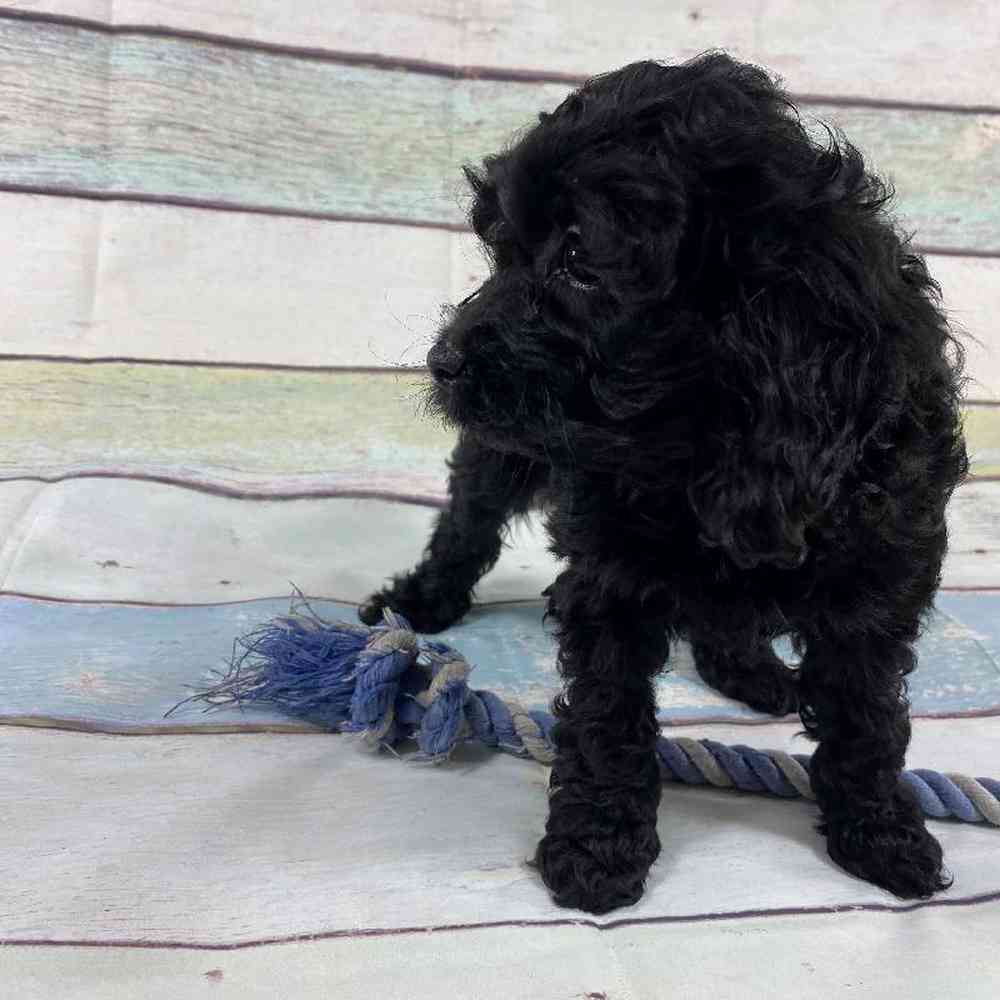 Female Cockapoo Puppy for Sale in Millersburg, IN