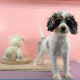 Cavapoo
