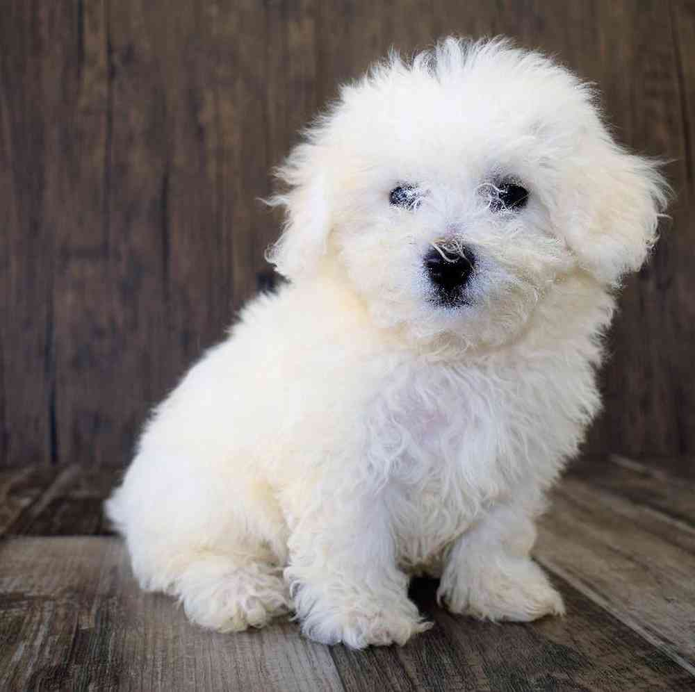 Female Bichon Puppy for sale