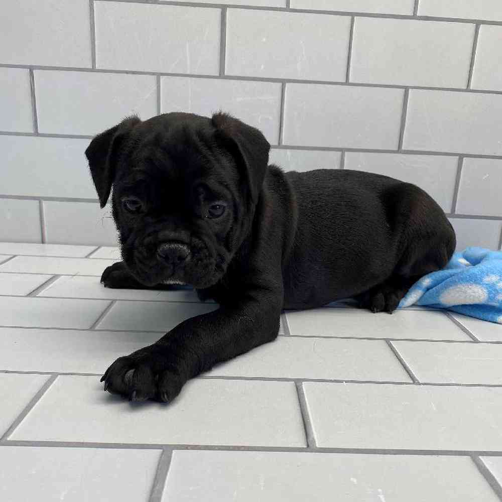 Male 3/4 Frenchie 1/4 Bull Mastiff Puppy for Sale in Millersburg, IN