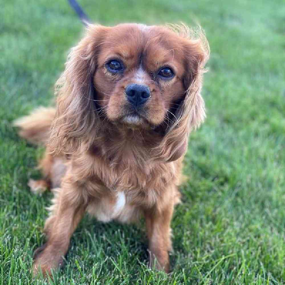 Male Cavalier King Charles Spaniel Puppy for Sale in Millersburg, IN