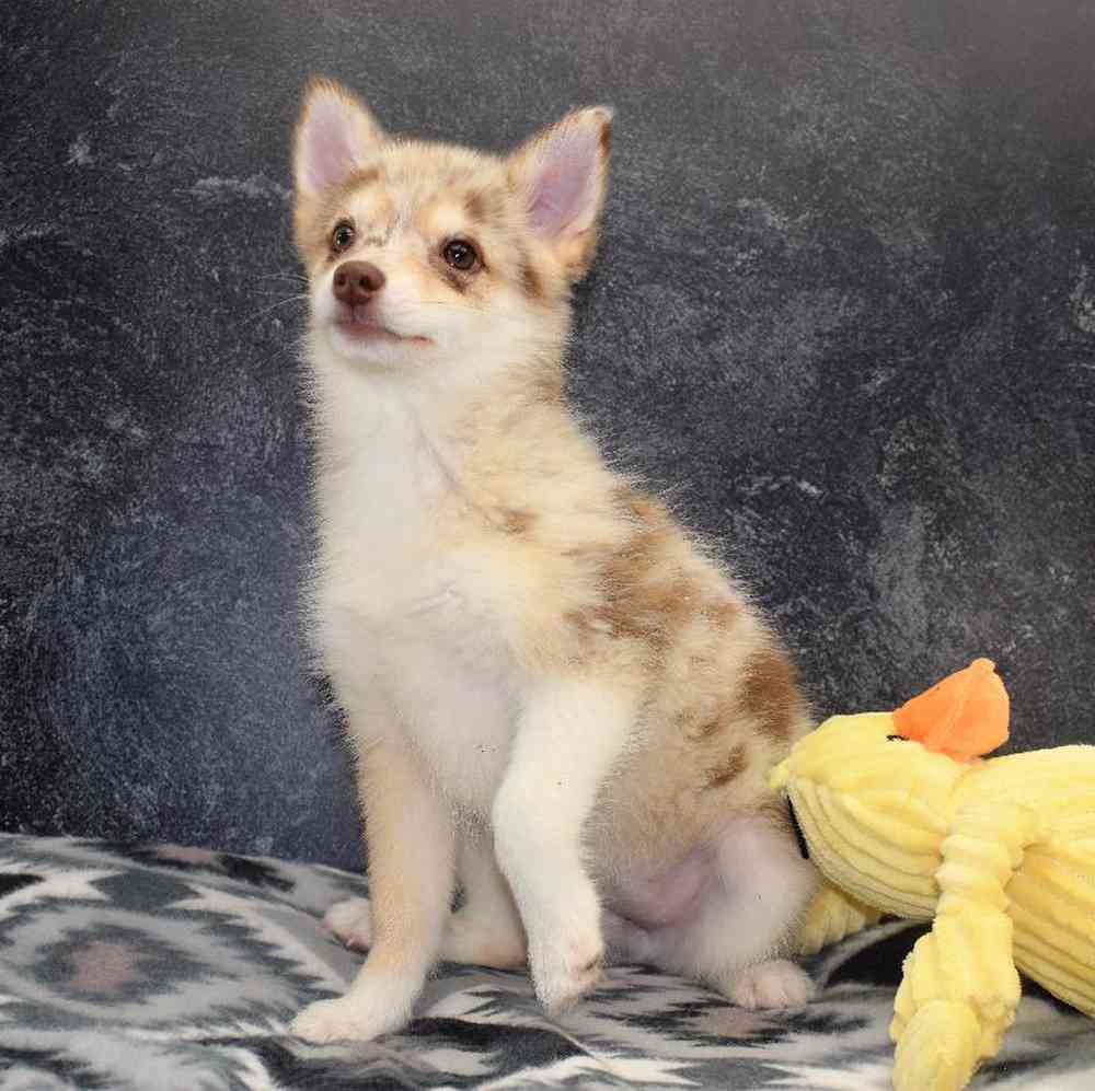 Female Pomsky Puppy for sale