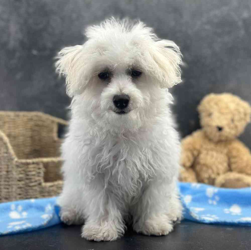 Male Bichon Puppy for Sale in Millersburg, IN