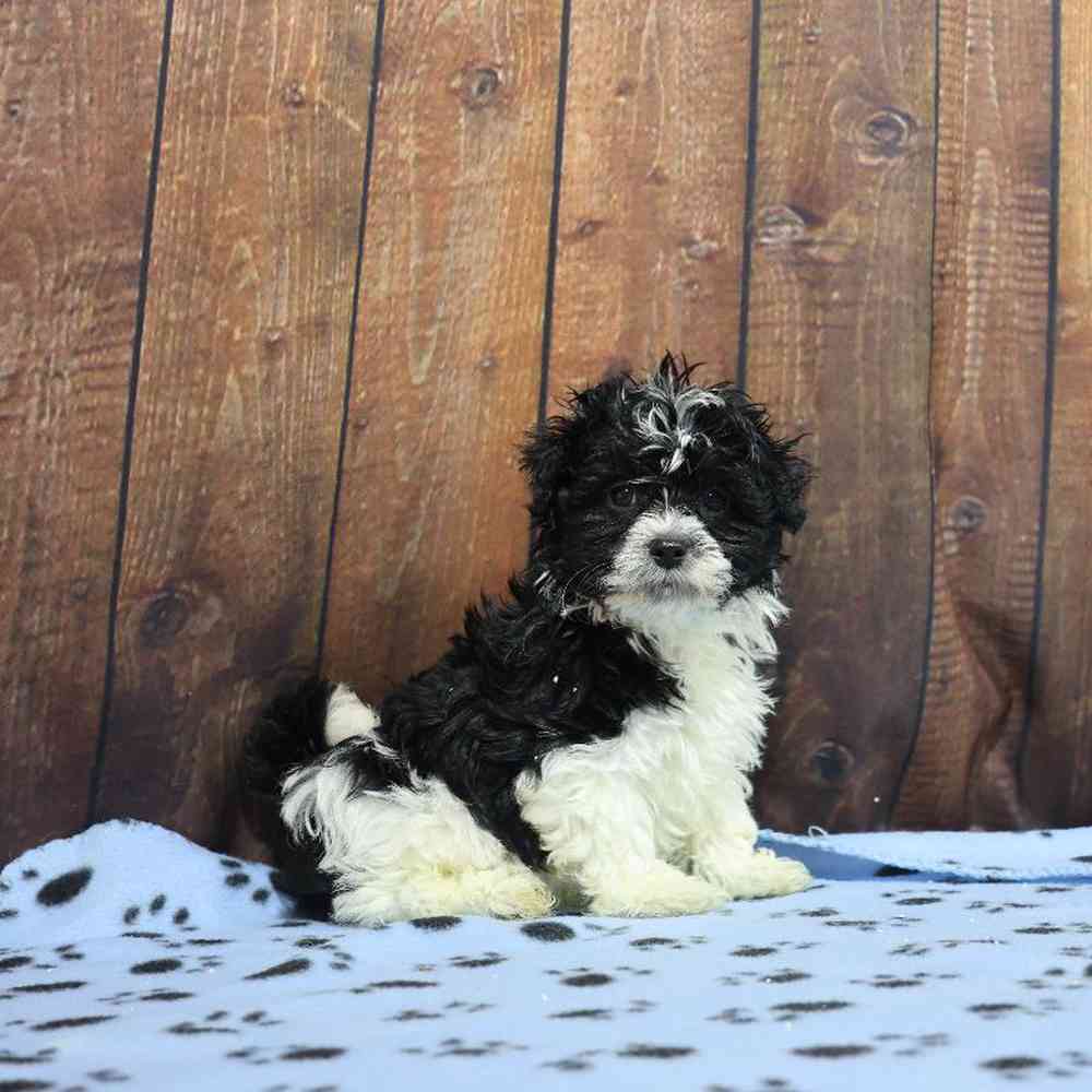 Male Havanese Puppy for Sale in Millersburg, IN
