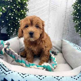 Shichon