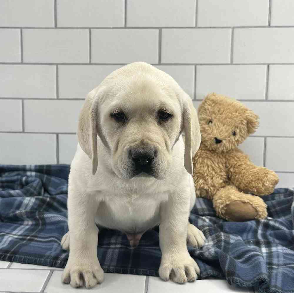 Male Labrador Retriever Puppy for Sale in Millersburg, IN