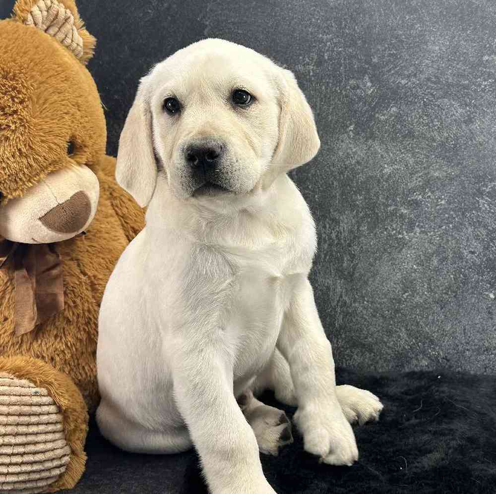 Male Labrador Retriever Puppy for Sale in Millersburg, IN