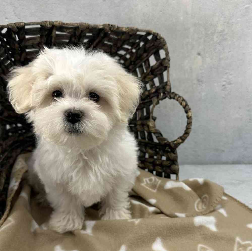 Male Shichon Puppy for Sale in Millersburg, IN