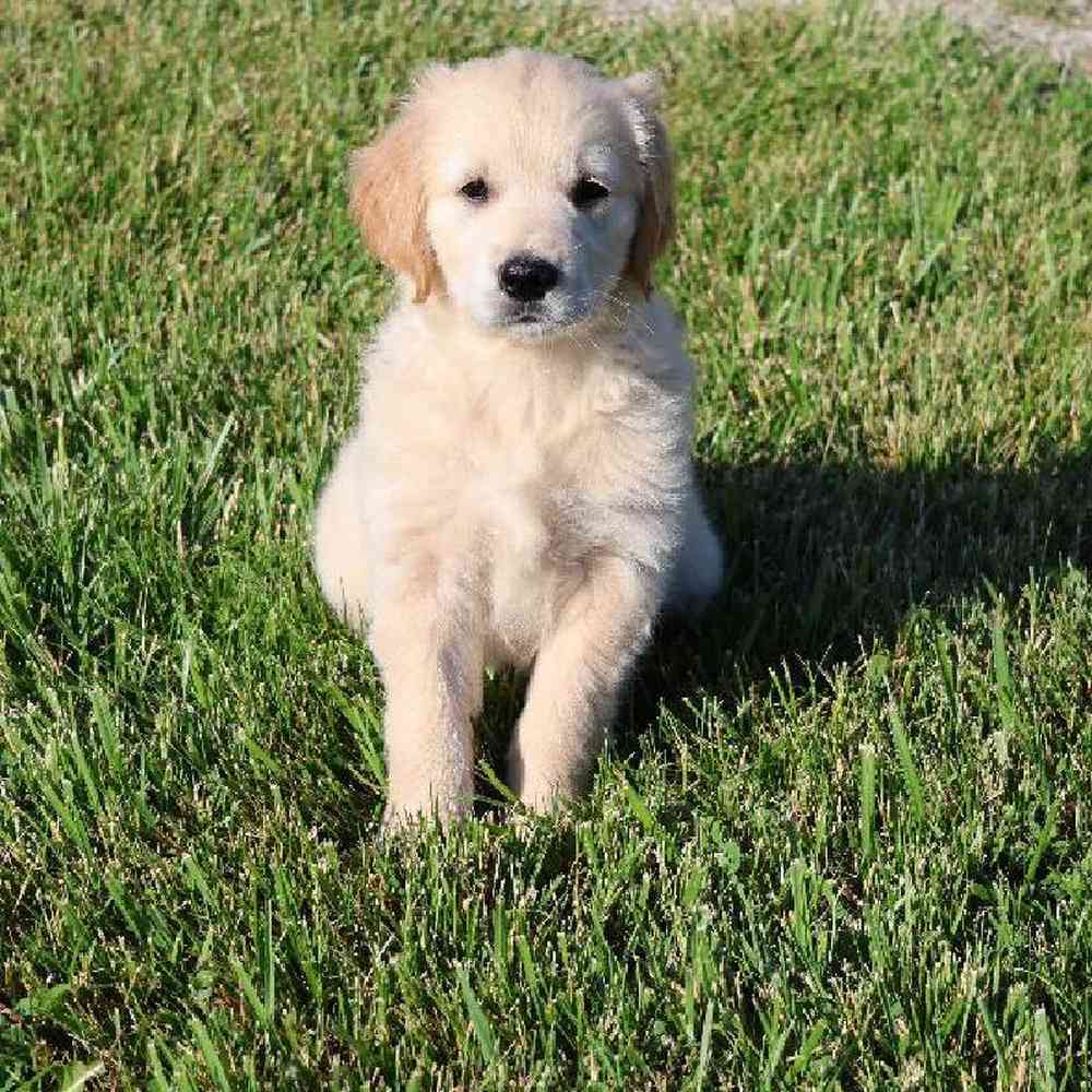 Male Golden Retriever Puppy for Sale in Millersburg, IN