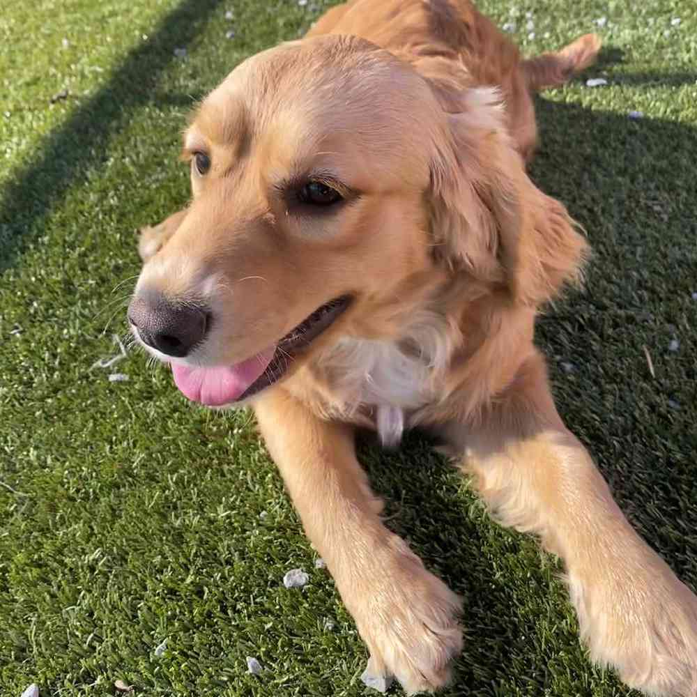 Female Dakota Sport Retriever Puppy for Sale in Millersburg, IN