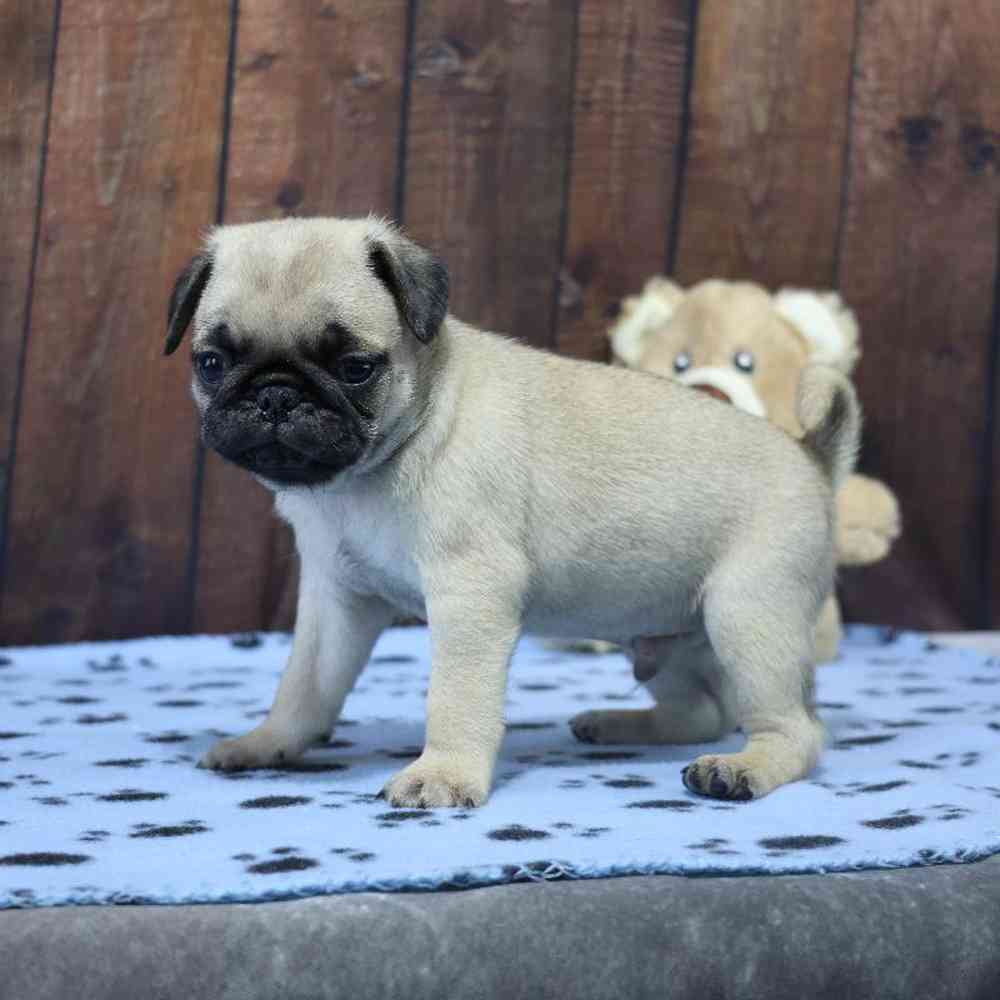 Male Pug Puppy for Sale in Millersburg, IN