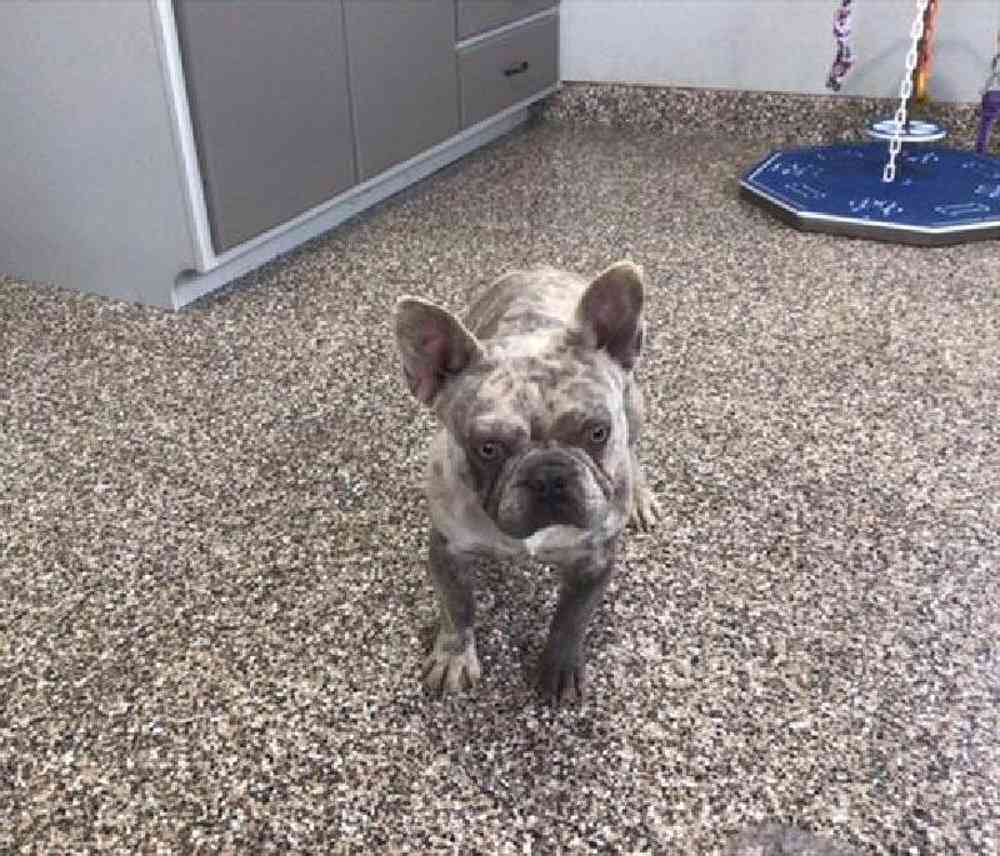 Male 3/4 Frenchie 1/4 Bull Mastiff Puppy for sale