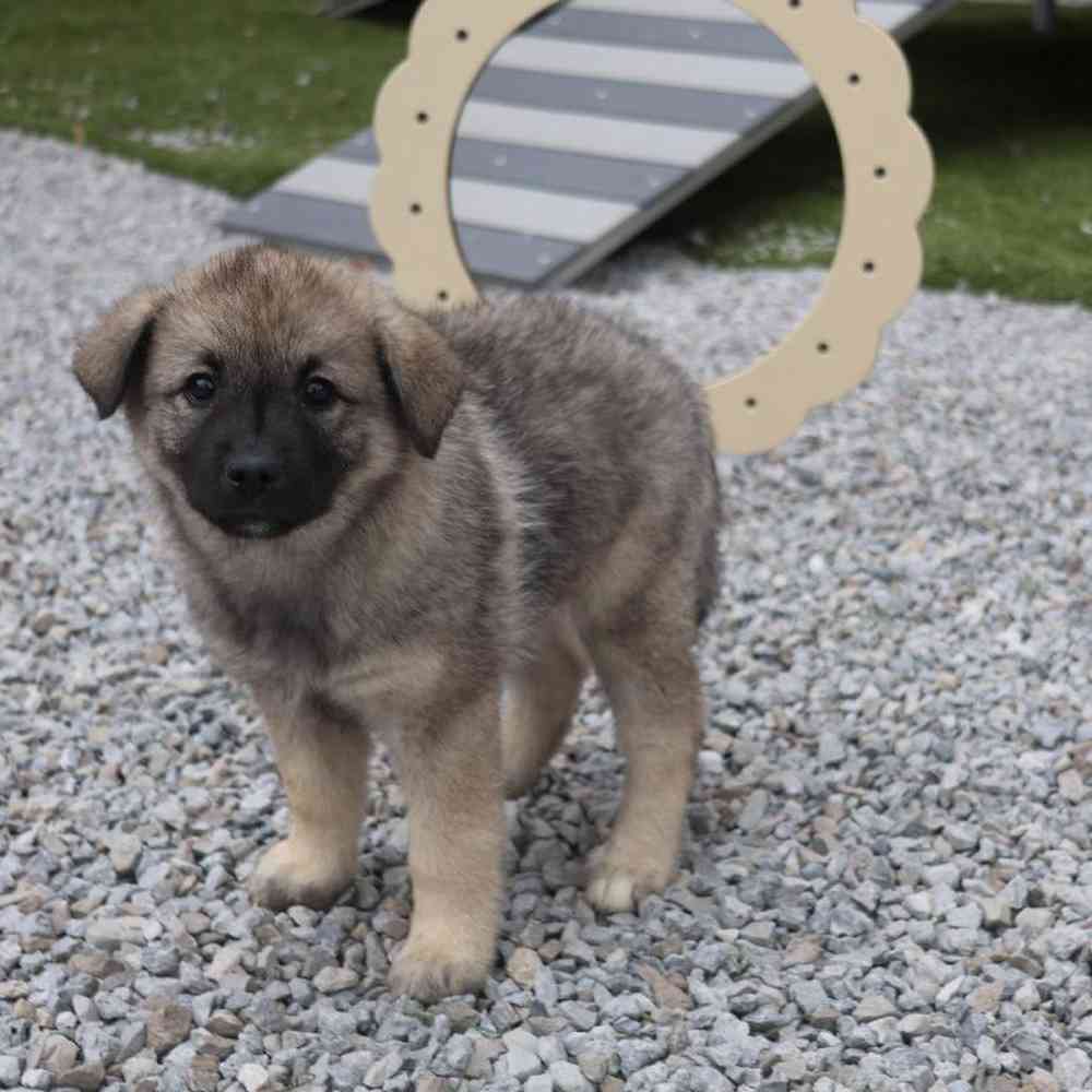 Female Norwegian Elkhound Puppy for Sale in Millersburg, IN