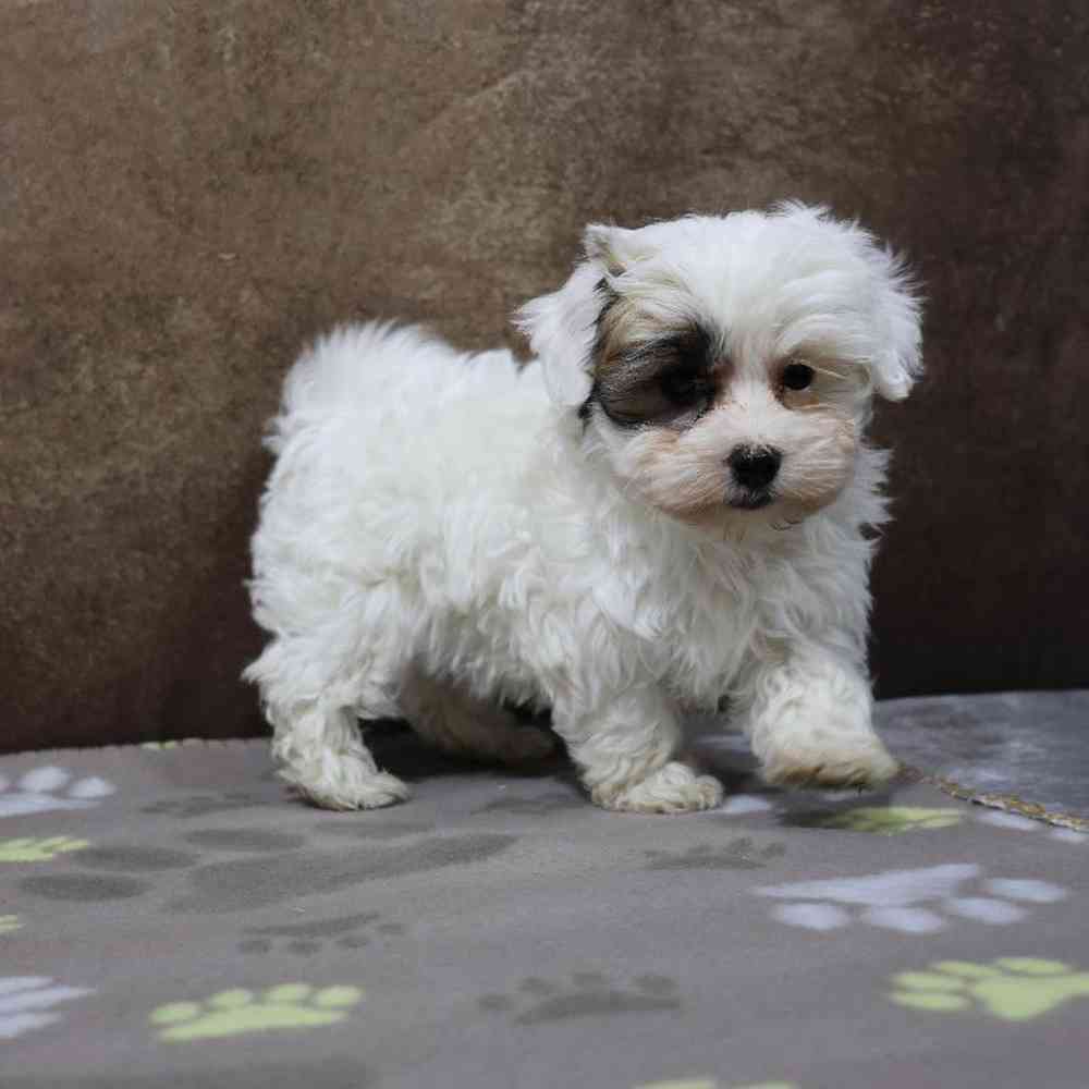 Male Maltipoo Puppy for Sale in Millersburg, IN