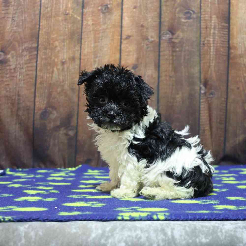 Male Havanese Puppy for Sale in Millersburg, IN
