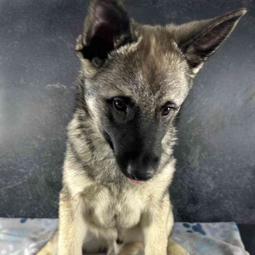 Male Norwegian Elkhound Puppy for Sale in Millersburg, IN