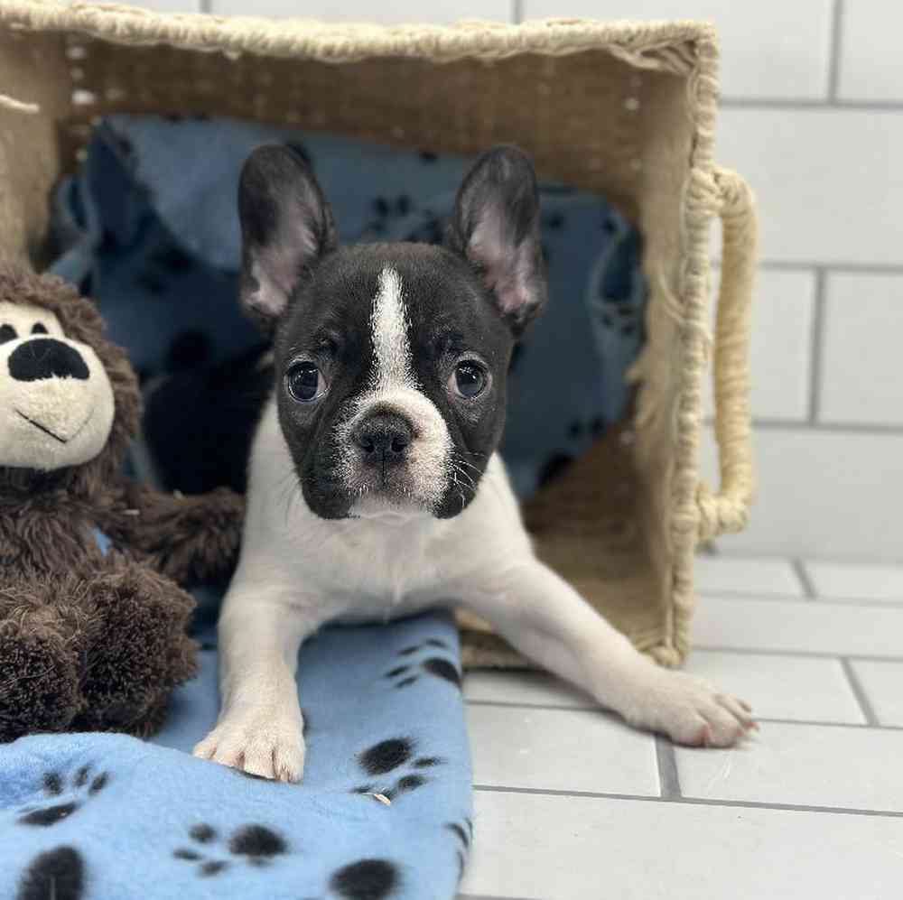 Male Frenchton Puppy for Sale in Millersburg, IN