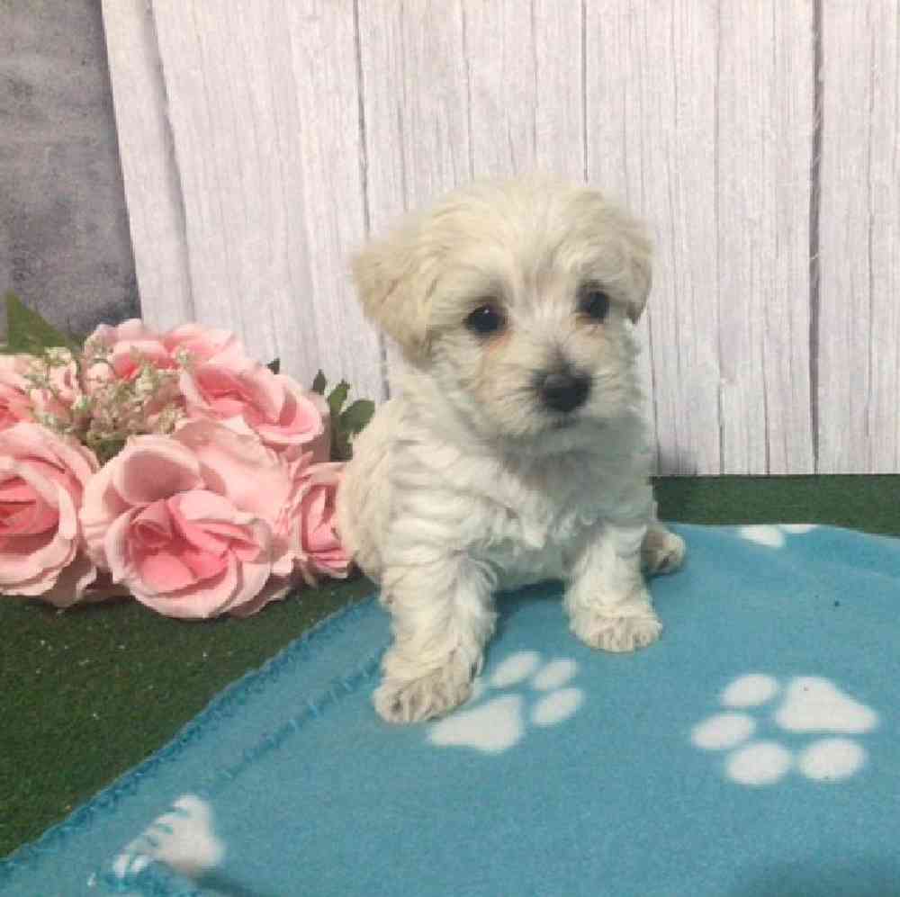 Female Westipoo Puppy for Sale in Millersburg, IN