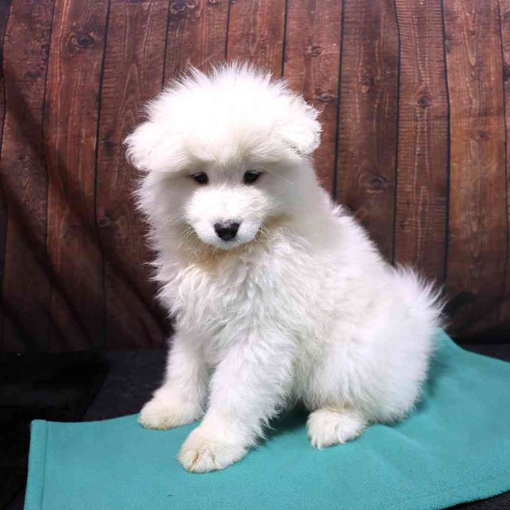 Female Samoyed Puppy for Sale in Millersburg, IN
