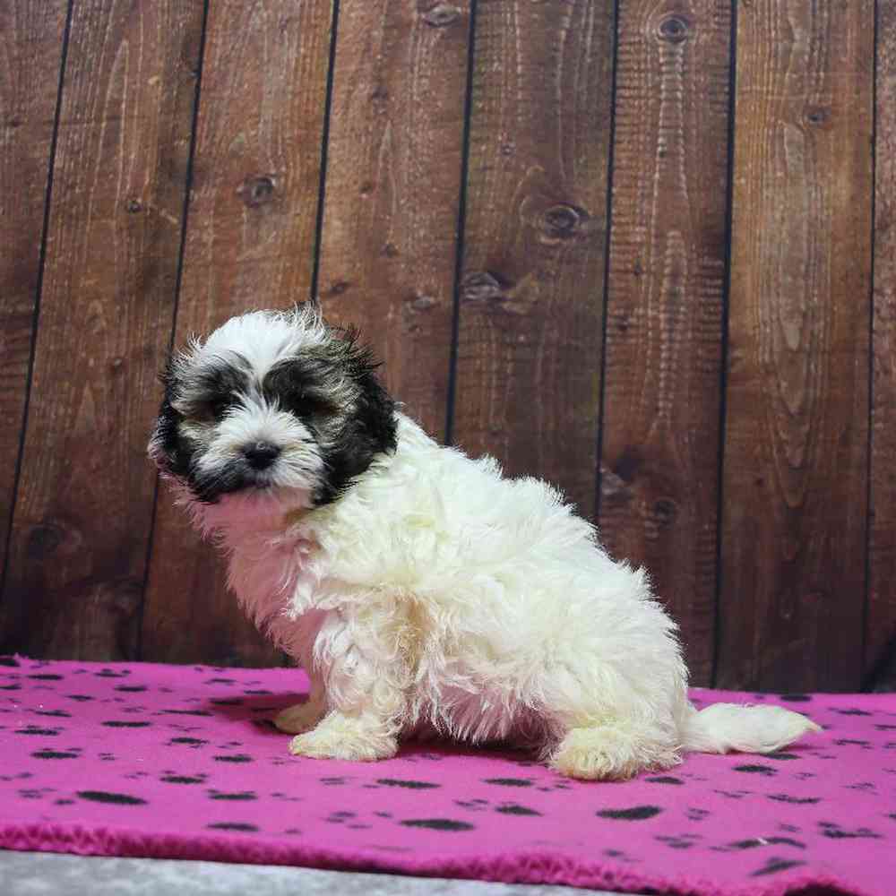 Female Havanese Puppy for Sale in Millersburg, IN