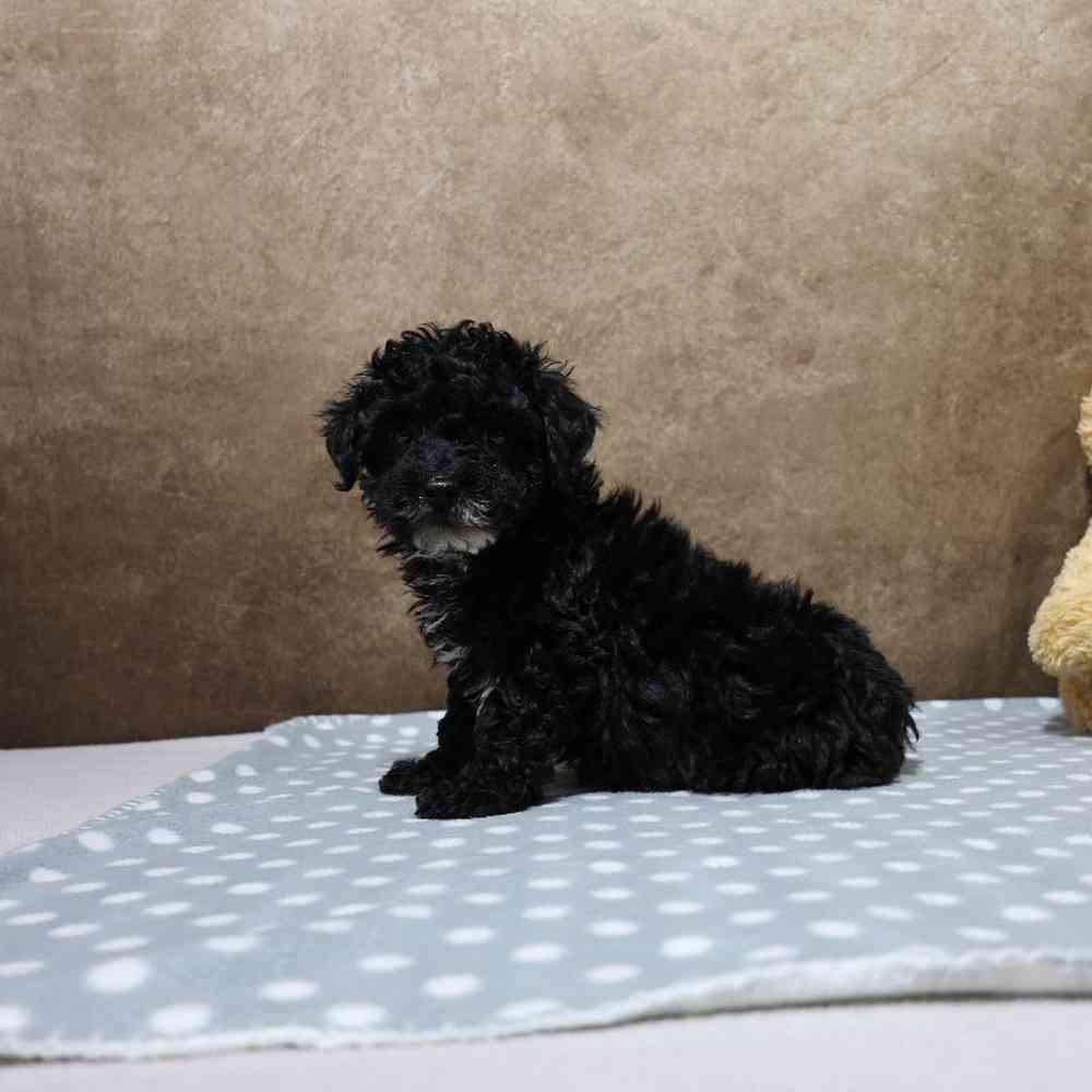 Male Mini Poodle Puppy for Sale in Millersburg, IN