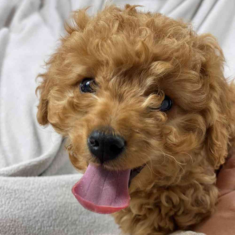 Male Cavapoo Puppy for Sale in Millersburg, IN