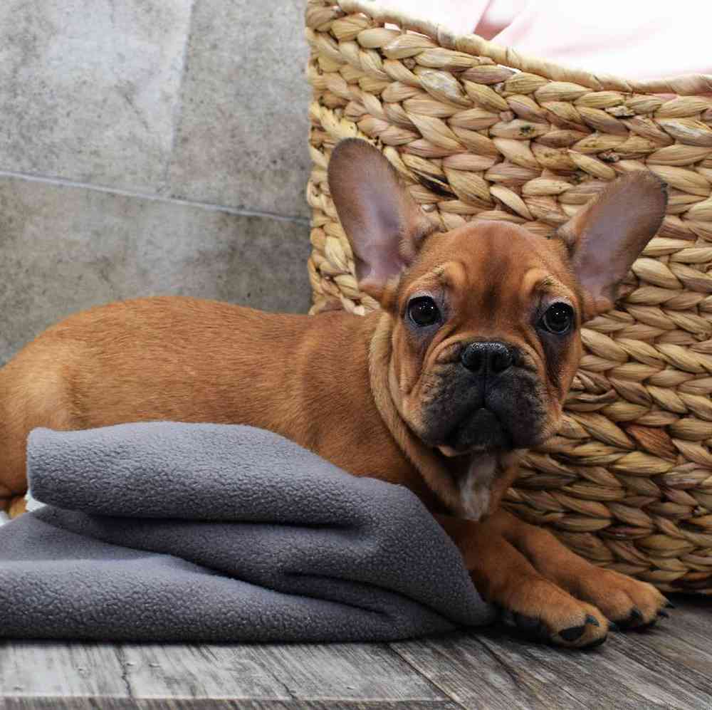 Female French Bulldog Mix Puppy for sale