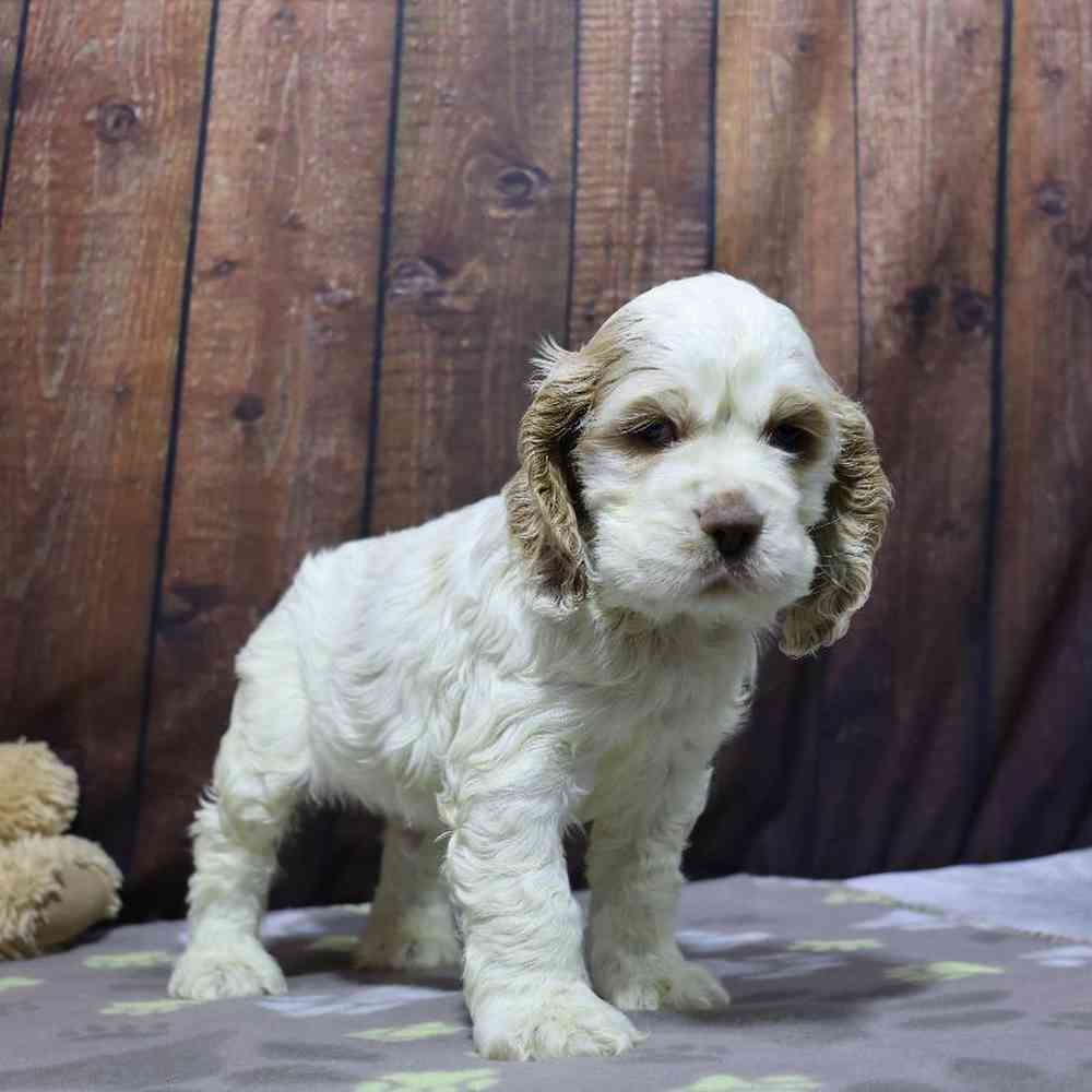 Male Cocker Spaniel Puppy for Sale in Millersburg, IN