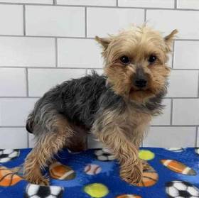 Yorkie