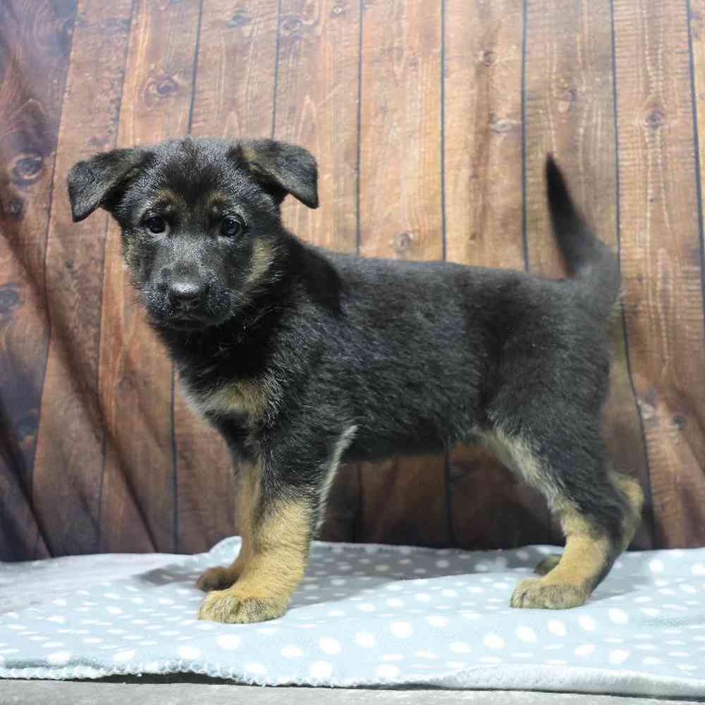 Female German Shepherd Puppy for Sale in Millersburg, IN