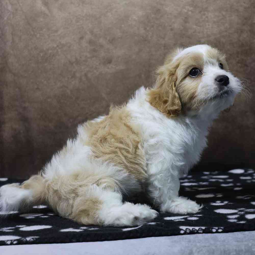 Male Cavachon Puppy for Sale in Millersburg, IN