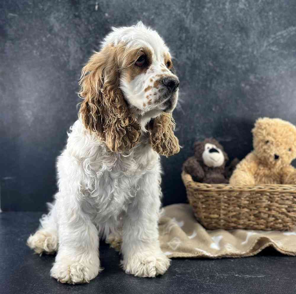 Female Cocker Spaniel Puppy for Sale in Millersburg, IN