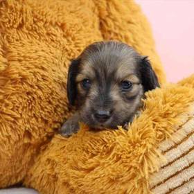 Dachshund