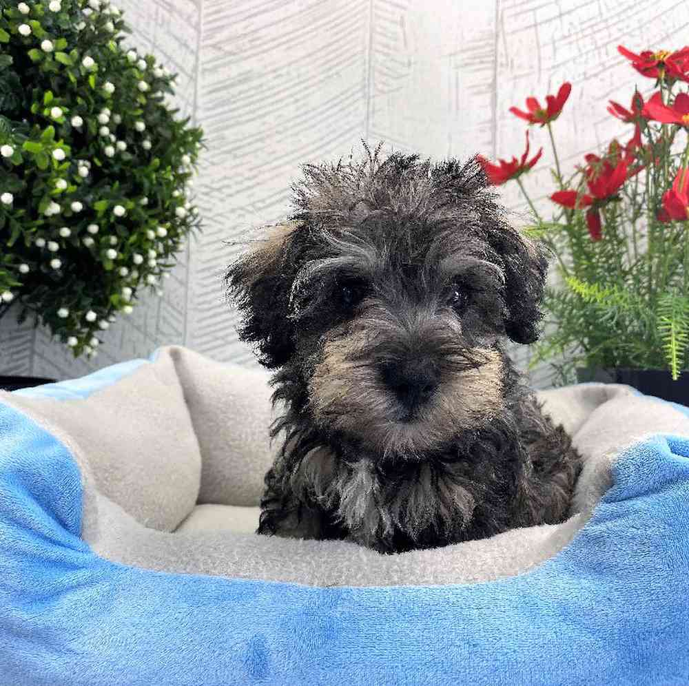 Male Schnoodle Puppy for sale