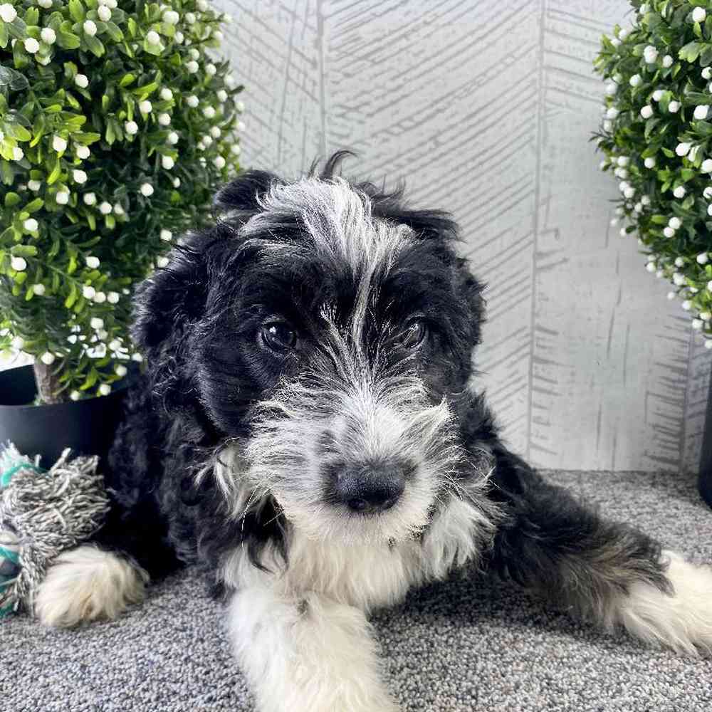 Female Aussiedoodle Puppy for sale
