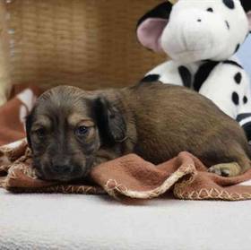 Dachshund