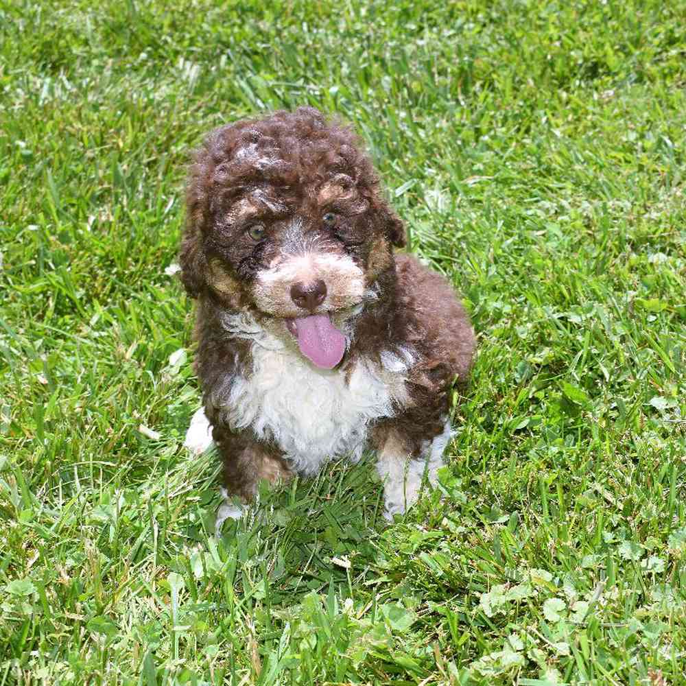 Male Mini Bernedoodle Puppy for sale